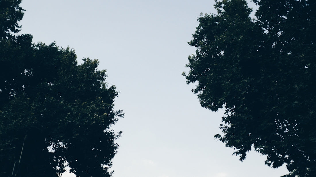 Trees frame a view of the sky.