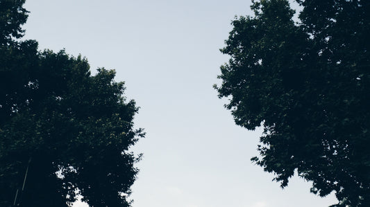 Trees frame a view of the sky.